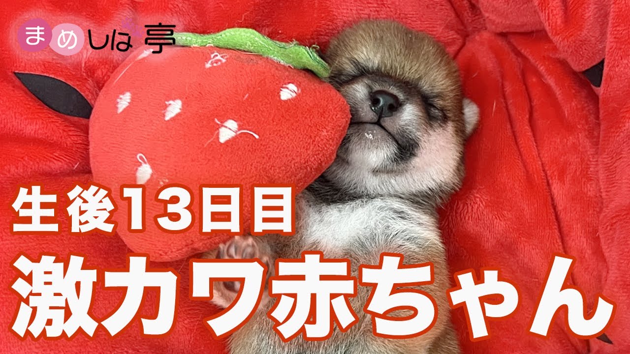 豆柴犬】”生後13日目”激カワ赤ちゃんのミルクの時間！まめしば亭ブログ