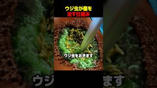 ウジ虫が傷を治す仕組み