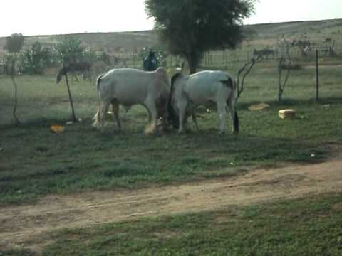 pulaar  YouTube