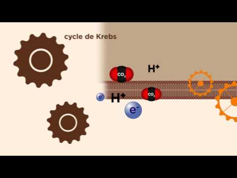 Vidéo: Comment les mitochondries produisent-elles de l'énergie pour la cellule ?