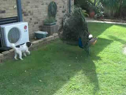 Peacock and Dog watch v=bsdk1 oMaIg