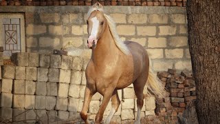 ऐ घोड़े की खूबसूरती देखकर हो जायेंगे उसके दीवाने -  Kathiyawadi horse video -  Stallion Adam