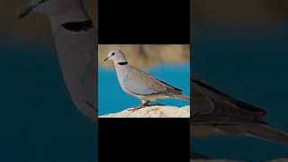 Cape Turtle Dove 11 minutes call, LONGEST