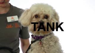 Adopt Tank at NKLA