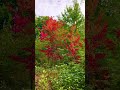 The Forest Colours The Forest Colours