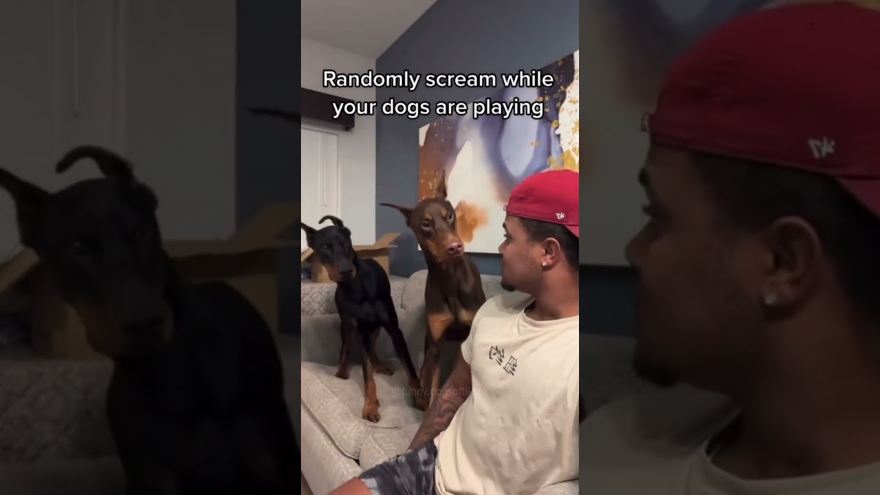 dogs being idiots 