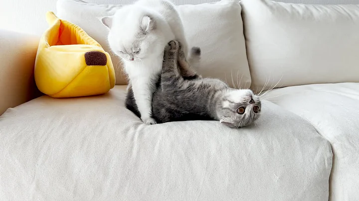 Video 11791061: scottish fold british shorthair, scottish fold kitten, colored british shorthair kittens, female cat mating