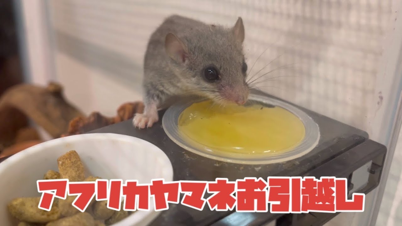 ヤマネ飼育ケージセット アフリカヤマネを爬虫類飼育者が飼ったらこうなった。新しいケージにお