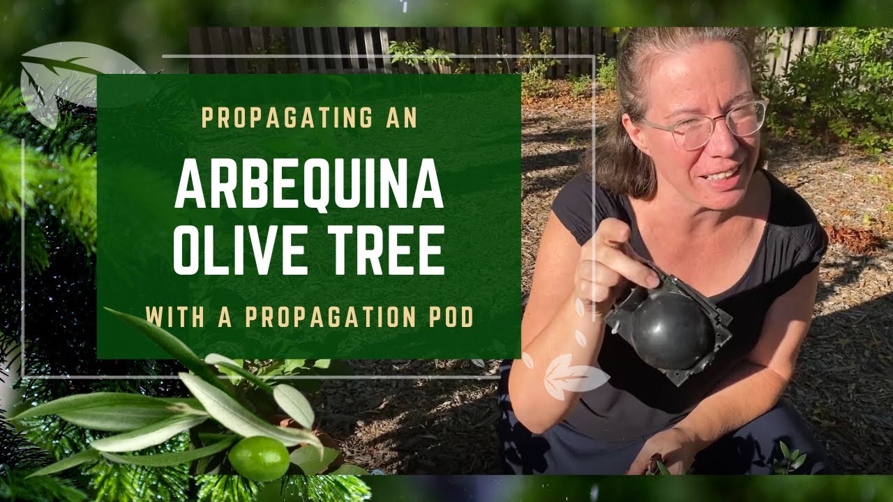 What Does Olive Tree Tattoo Mean What Does Olive Tree Tattoo Mean