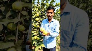 AI Farmer Story: Khet Mein Ugaya Amrud Ka Ped | Smart Farming Idea 🌳