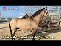 FEIRA DE CAVALOS DE CARUARU PE TERÇA FEIRA 09/03/2021