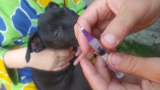 Прививка щенкам от Чумки.Как Вакцинировать самостоятельно