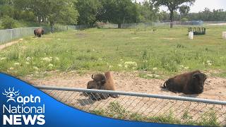 Ceremony held for Assiniboine Park Zoo’s beloved white bison | APTN News