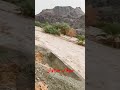 سراوان سیل گالون های سوختبران را با خود برد
