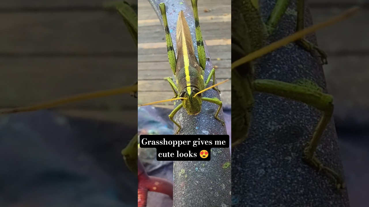 Curious grasshopper looking at me! 