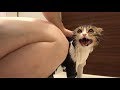 ママとお風呂に入る猫【スコティッシュフォールド】【Scottish Fold】