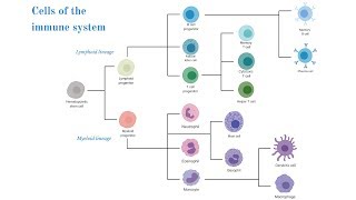 Cells of the Immune System (Brittany Anderton) thumbnail