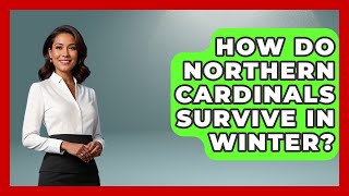 How Do Northern Cardinals Survive In Winter? - Bird Watching Diaries