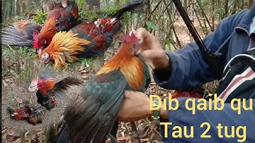 Dib qaib qus tuaj zoo heev tau 2 tug zoo siab kawg li