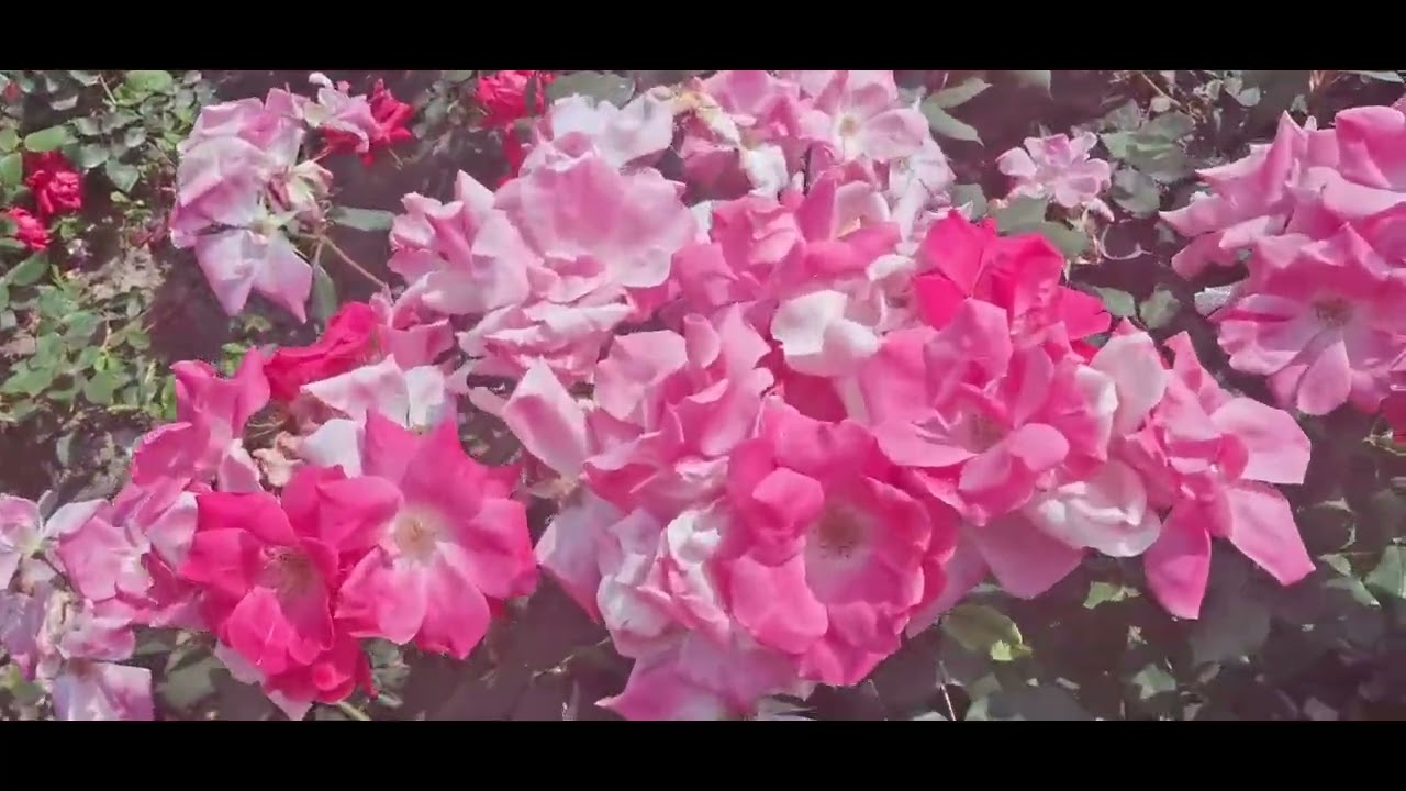 Europela  croatia ഒരു SUPER 👌 👍 😍!!!!!!!!  റോസാ പൂവ്  തോട്ടം