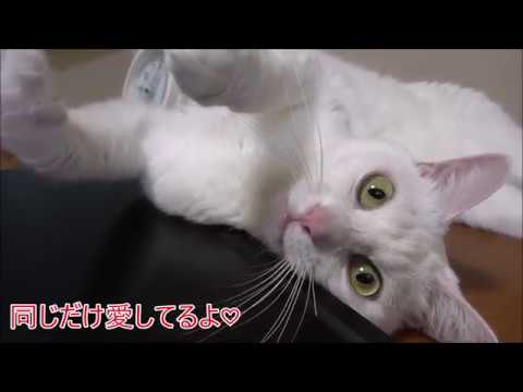 猫の心臓病（こにゃらん） - YouTube