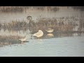 Spotted Redshank Walberswick 22 Dec 25