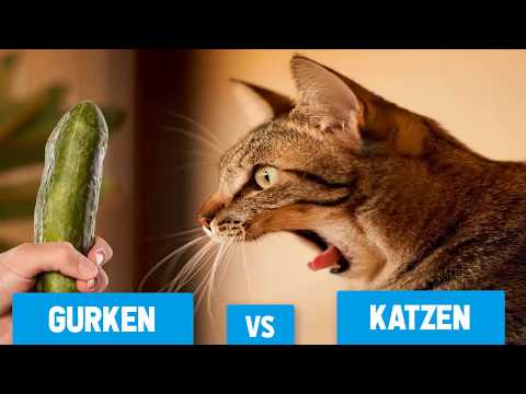 Katzen Vs Gurken Warum Haben Katzen Angst Vor Gurken