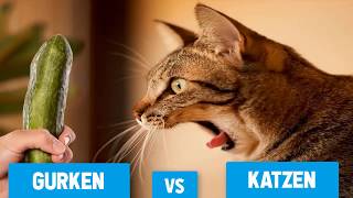 Katzen vs Gurken : Warum haben Katzen Angst vor Gurken? | Katzen  Gurken Compilation