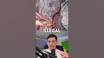 YOU’RE NOT ALLOWED TO SEE THIS BLEEDING TREE VIDEO! #Shorts