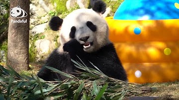 How do keepers tell giant pandas apart?| Panda Q&A
