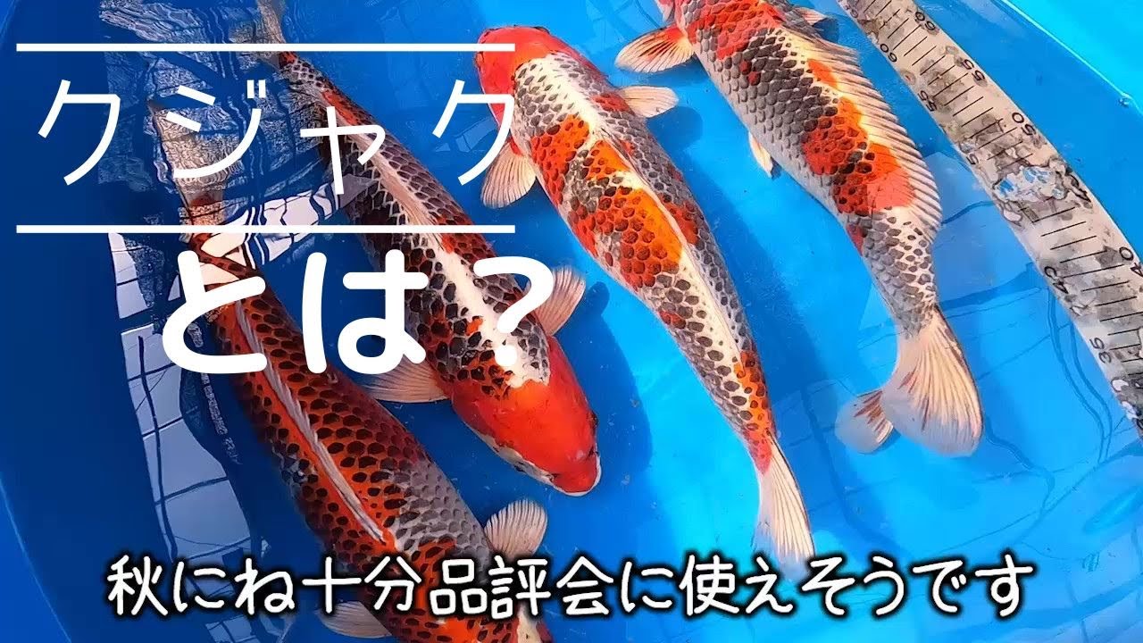 新潟県産錦鯉 60cm 4才（プラチナ×紅白）＝孔雀 孔雀黄金34cm（YK14-061） - 錦鯉販売・通販 新潟 山古志 | 綾 Koi