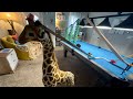 World first we build a thomas track but on a giraffes head 