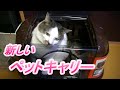 気になってた猫のペットキャリー買っちゃった