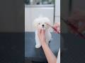 小さな舌が可愛い子犬をトリミングしたら・・・🐶