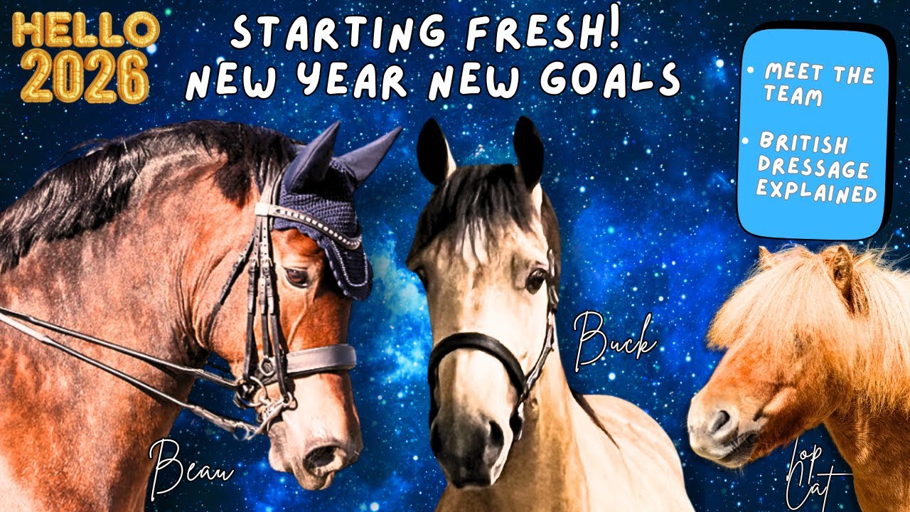 New Year, New Goals! Meet my Ponies + British Dressage Explained