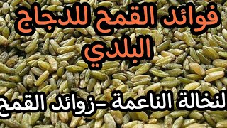 تربية دجاج البلدي :فوائد القمح للدجاج البلدي| النخالة الناعمة -زوائد القمح