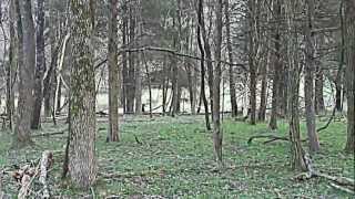 Something strange in the woods