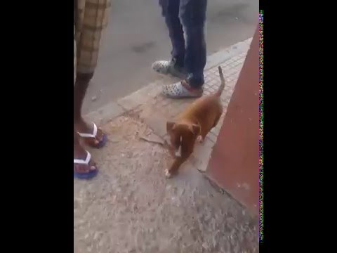 Dressage De Chien | Dogs Training Fes Maroc Part 10 | Doovi Dressage De Chien | Dogs Training Fes Maroc Part 10 | Doovi
