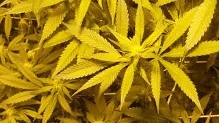 RDWC DWC Tent Updates, Flower, veg. growing weed(2)
