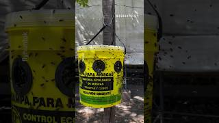 The Ultimate Zero-Chemical Weapon! 🪰🌱 The Organic FlyHunt Eco-Trap
