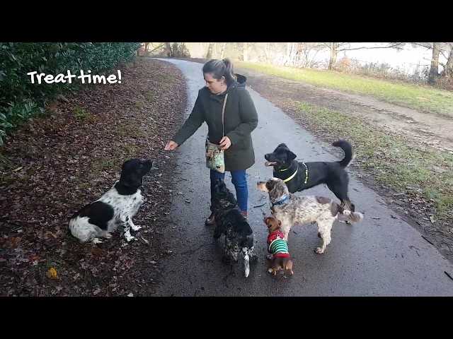 Happy Wanderers Dog Walking in Chertsey & Addlestone