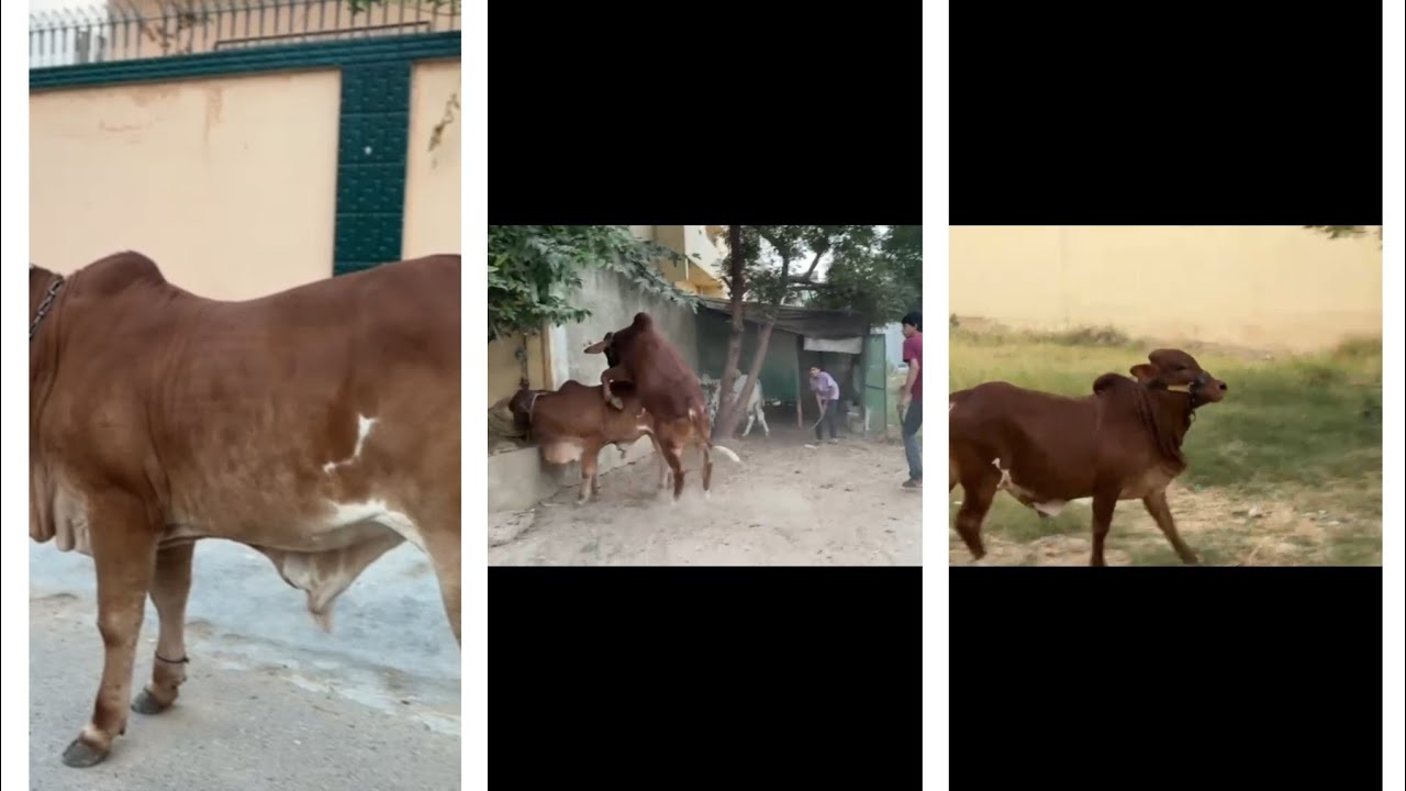 Bosco na tabahi machai😾mera andar ghusna wala tha