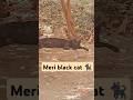 black colour and garmi and my black cat#shorts #kajal singh