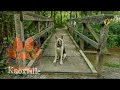 Unruly German Shepherd puppy turns into top dog! Off Leash K9 Training Knoxville Tn Unruly German Shepherd puppy turns into top dog! Off Leash K9 Training Knoxville Tn