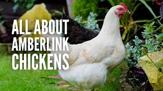 Amberlink Chickens: Breed Profile, Behavior and Care