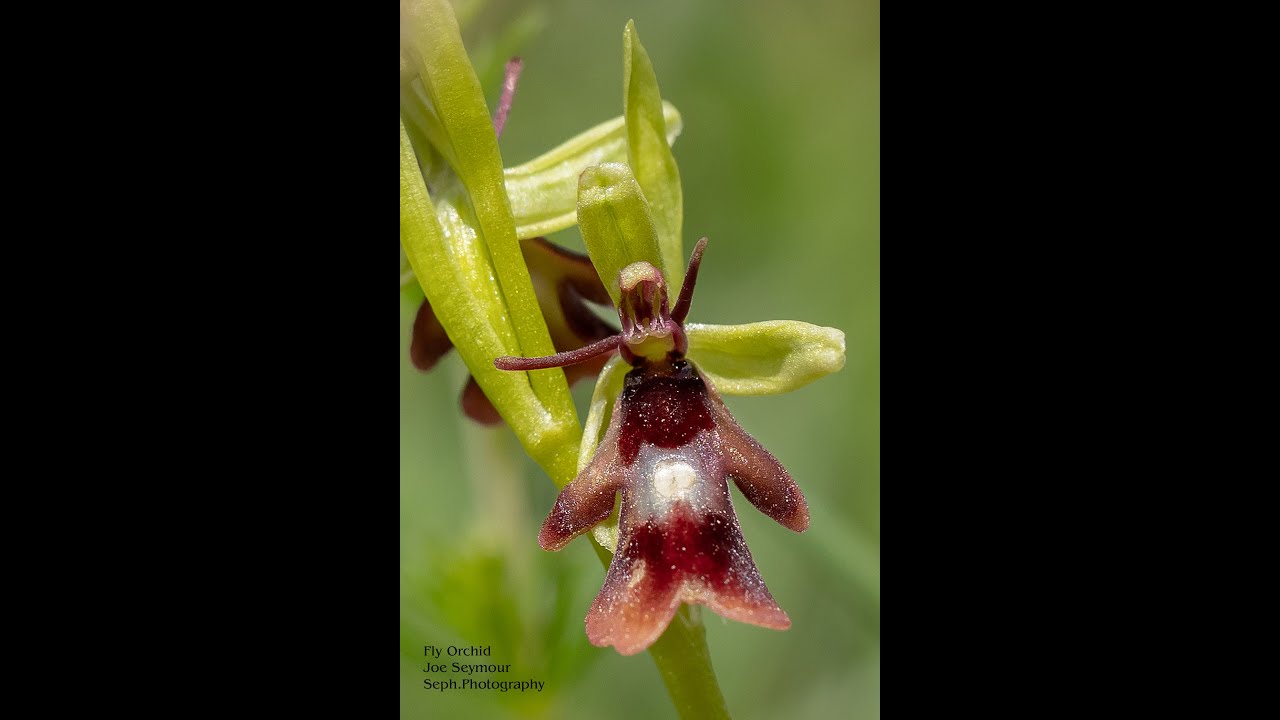 Search for Fly Orchids Vlog #5