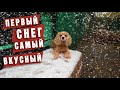 Первый снег самый вкусный