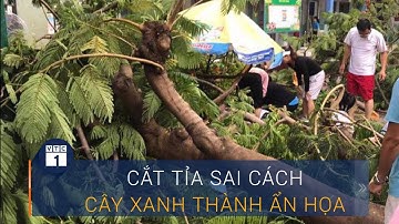 Cắt tỉa sai cách, cây xanh thành ẩn họa | VTC1