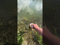 That Bass Bit Me! #bass #fishing