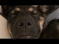 Nazareth the Puppy Dawg In: Zonk City